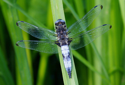 Scarce chaser